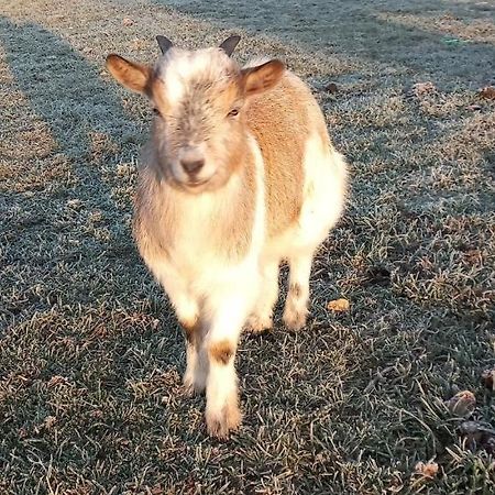 Ma Roulotte Adoree Bissieres Dış mekan fotoğraf
